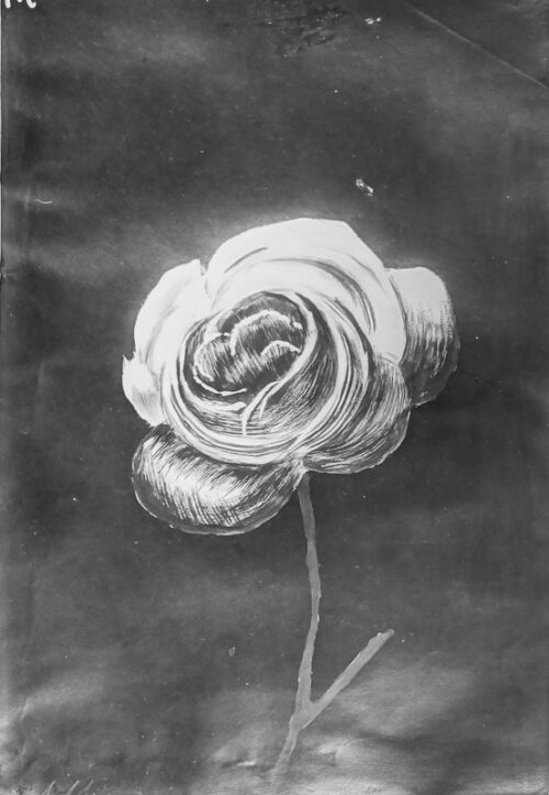 Photo d'esquisse publicitaire : Rose Granier