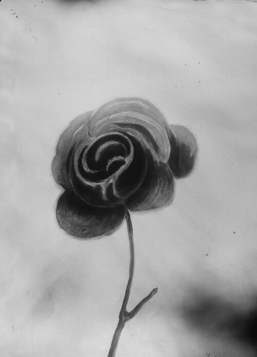 Photo d'esquisse publicitaire : Rose Granier